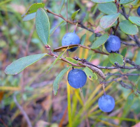 deer burberry|vaccinium uliginosum how to grow.